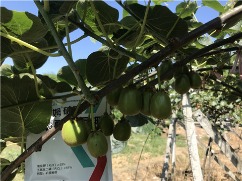 磷酸二氫鉀，拉姆拉