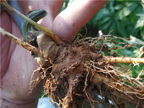 微生物菌劑，翠姆，拉姆拉
