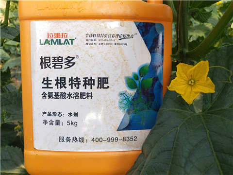 根碧多，拉姆拉