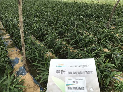 微生物菌劑，翠姆，拉姆拉