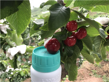 鈣肥，拉姆拉，翠姆