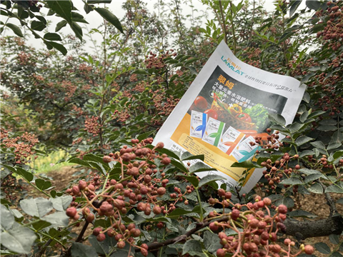 花椒種植，大量元素水溶肥，翠姆