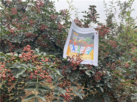 花椒種植，大量元素水溶肥，翠姆