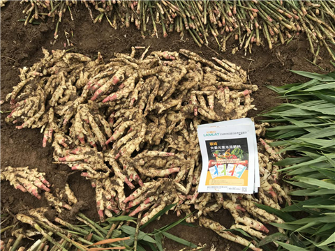 水溶肥，磷酸二氫鉀