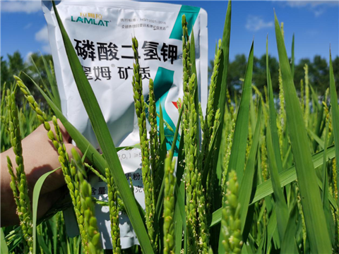 水溶肥，磷酸二氫鉀