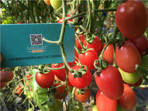 進(jìn)口水溶肥，翠姆，拉姆拉