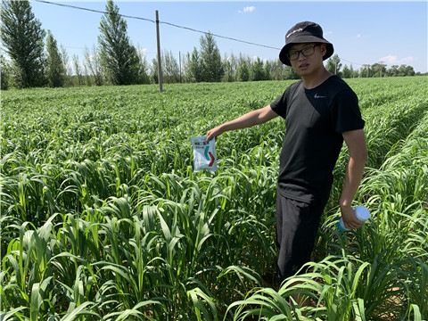 磷酸二氫鉀，拉姆拉，翠姆