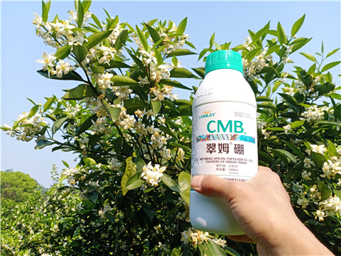 硼肥，拉姆拉，翠姆