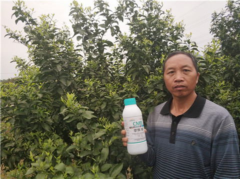 硼肥，拉姆拉，翠姆