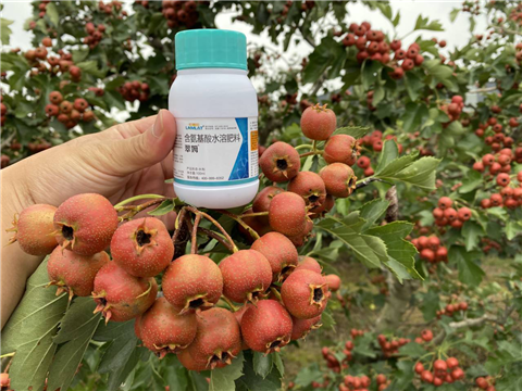 葉面肥，翠姆，拉姆拉