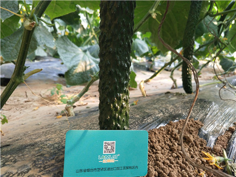 葉面肥，安碧解，除草劑藥害