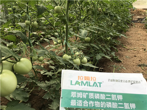 進(jìn)口水溶肥，拉姆拉，翠姆