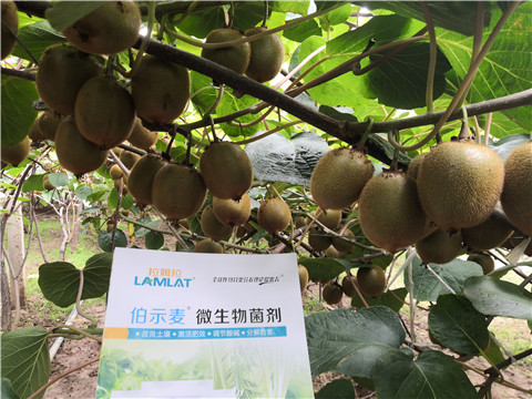 微生物菌劑，生根劑，伯示麥，拉姆拉