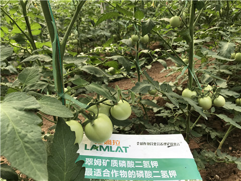 磷酸二氫鉀，拉姆拉，翠姆