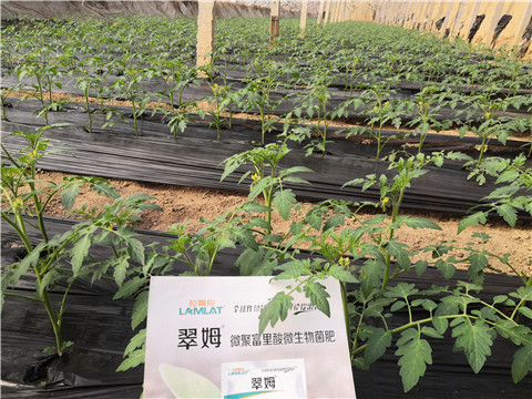 水溶肥，拉姆拉，翠姆