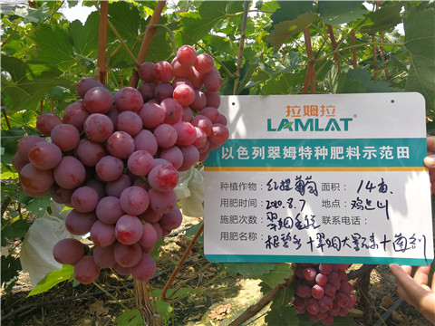 進(jìn)口水溶肥，拉姆拉，翠姆