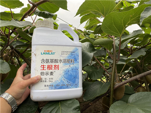 水溶肥，生根劑，微生物菌劑，伯示麥，拉姆拉