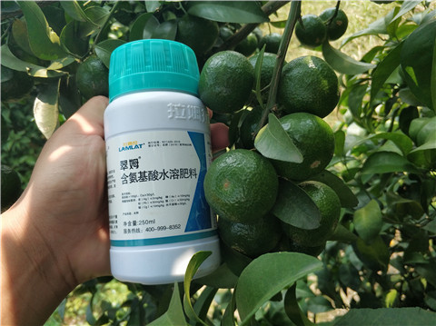 葉面肥，拉姆拉，翠姆