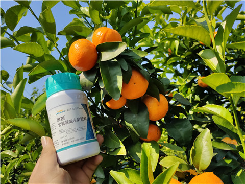 葉面肥，拉姆拉，翠姆