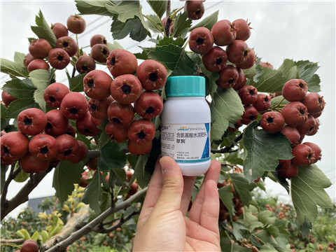 葉面肥，拉姆拉，翠姆