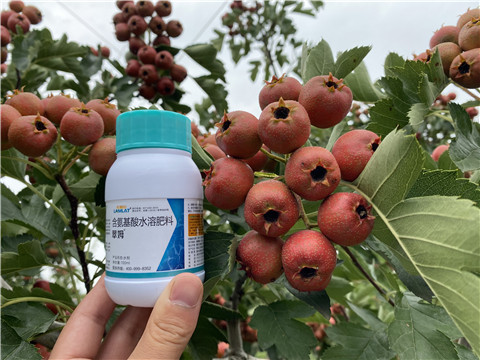 葉面肥，拉姆拉，翠姆