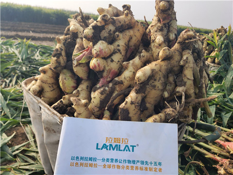 進(jìn)口水溶肥，拉姆拉，翠姆