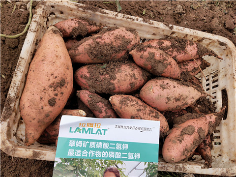 進(jìn)口水溶肥，拉姆拉，翠姆