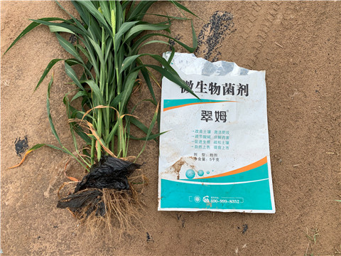 微生物菌劑，拉姆拉，翠姆