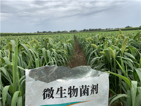 微生物菌劑，拉姆拉，翠姆