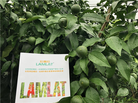 水溶肥，拉姆拉，翠姆