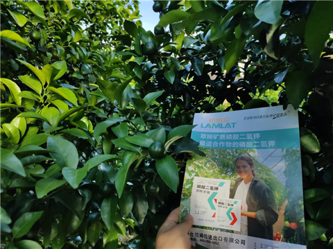 水溶肥，拉姆拉，翠姆