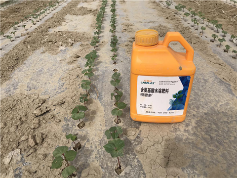 水溶肥，拉姆拉，翠姆