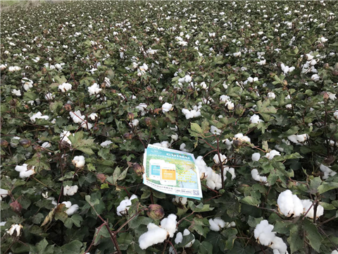 水溶肥，拉姆拉，翠姆