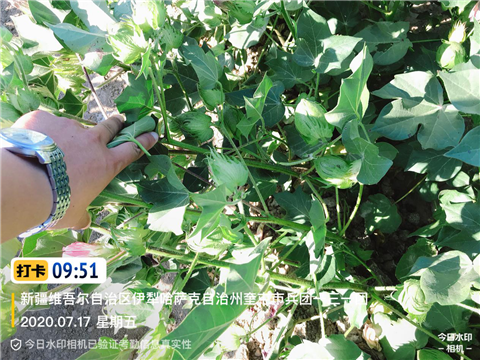 水溶肥，拉姆拉，翠姆