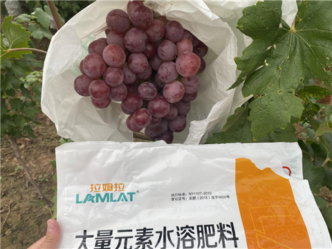 大量元素水溶肥，拉姆拉，翠姆