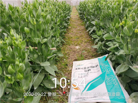 大量元素水溶肥，拉姆拉，翠姆