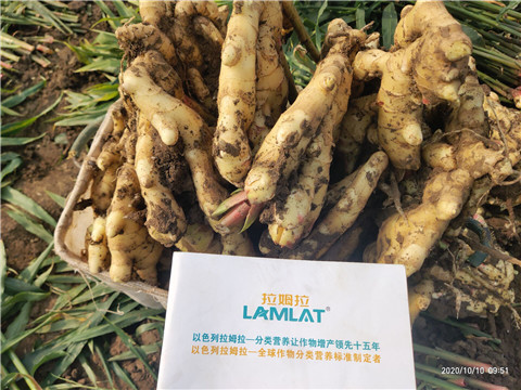 水溶肥，拉姆拉，翠姆