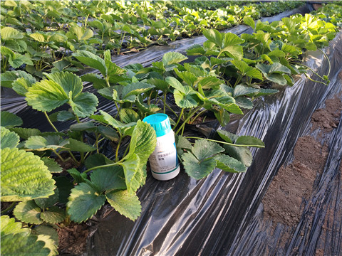 葉面肥，拉姆拉，翠姆