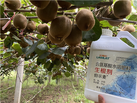 進口水溶肥，拉姆拉，伯示麥