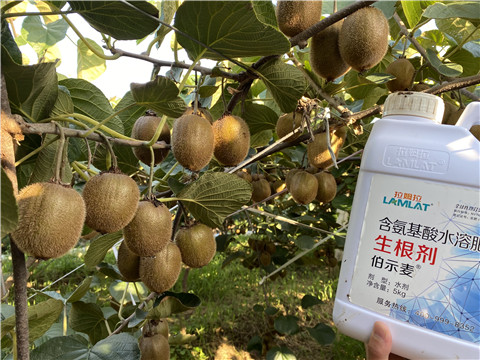 進口水溶肥，拉姆拉，伯示麥