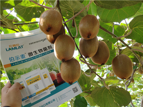 進口水溶肥，拉姆拉，伯示麥