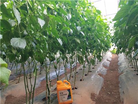 滴灌肥，拉姆拉，翠姆