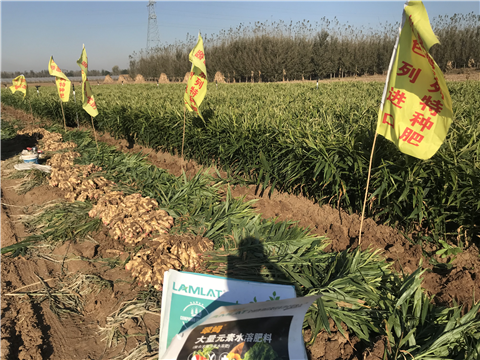 水溶肥，拉姆拉，翠姆