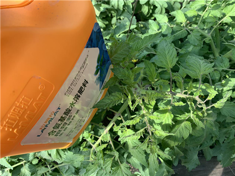 水溶肥，拉姆拉，翠姆