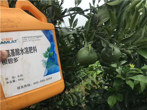 水溶肥，拉姆拉，翠姆