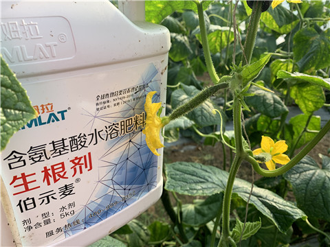 水溶肥，拉姆拉，伯示麥