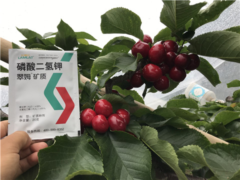 水溶肥，拉姆拉，翠姆