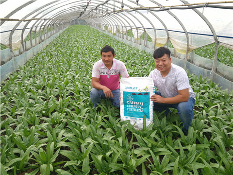 水溶肥，拉姆拉，翠姆