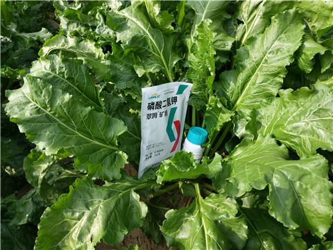 水溶肥，拉姆拉，翠姆