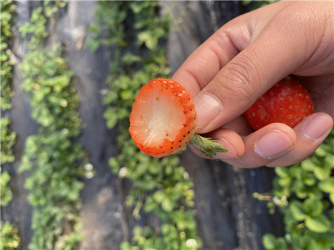 水溶肥，拉姆拉，翠姆